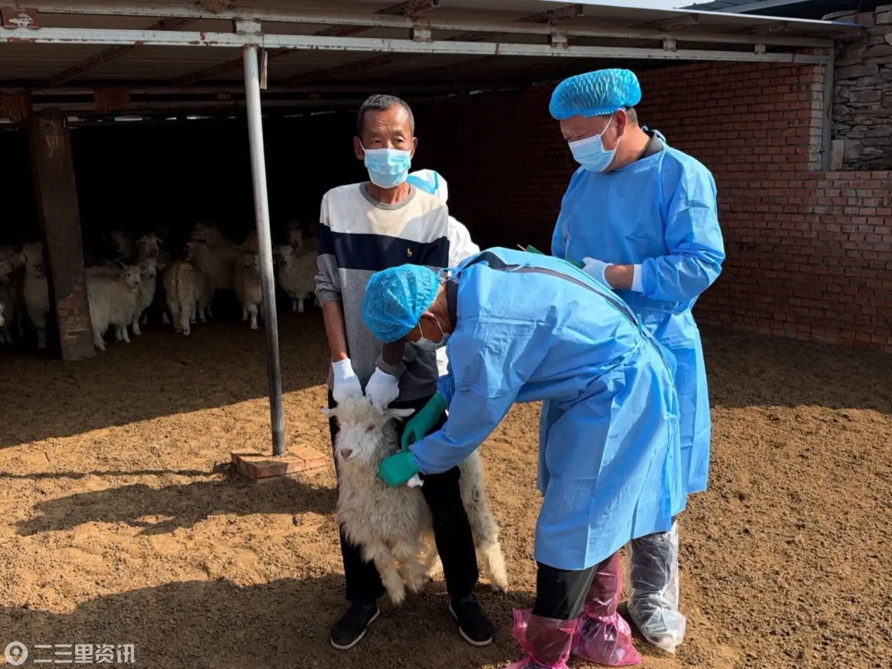 陕西府谷： 织密动物防疫防护网 筑牢畜牧安全“防火墙”
