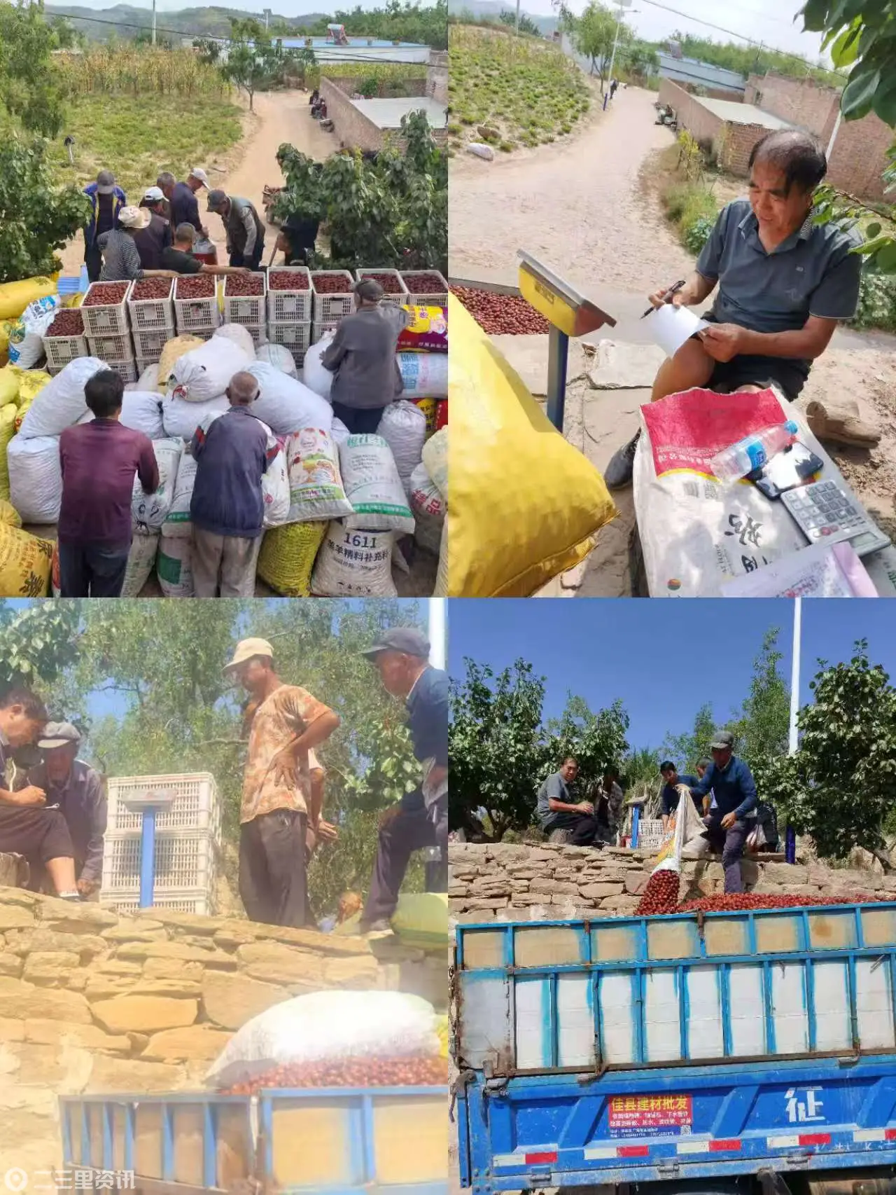 这一颗颗红枣，是土地给奋斗者最好的回报