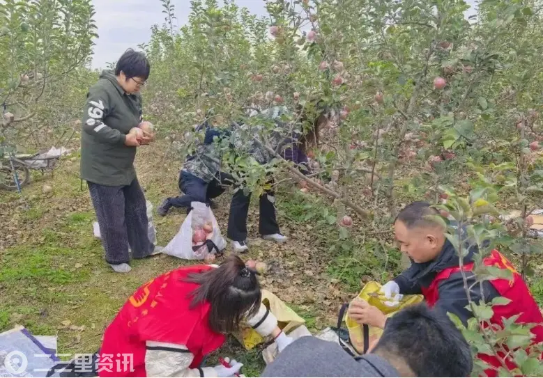 礼泉县退役军人事务局：秋收助农暖人心 志愿服务进田间！