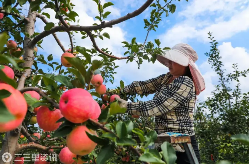 彬州市“三定一挂钩”机制解锁村级集体经济共富密码——各村找准产业致富新赛道