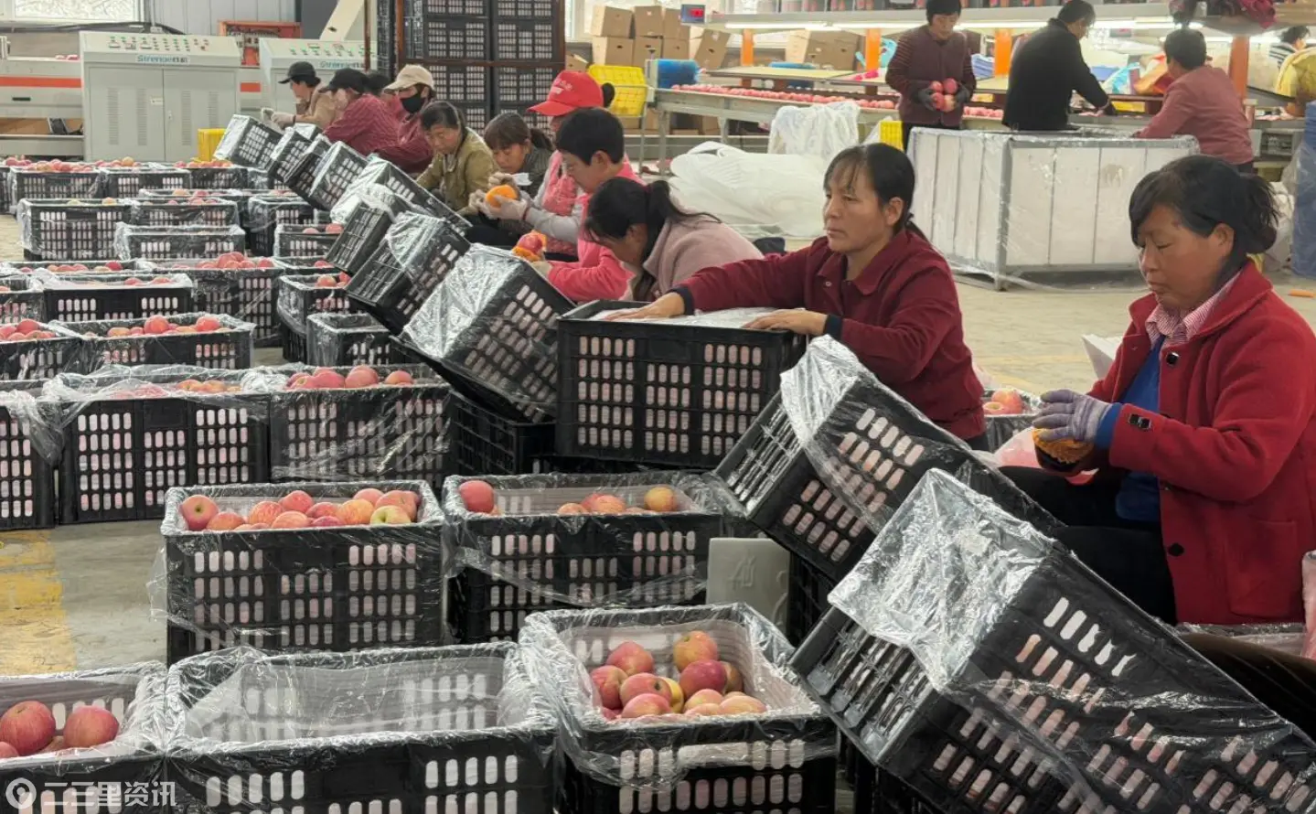 永寿：苹果红满园 产业稳增收
