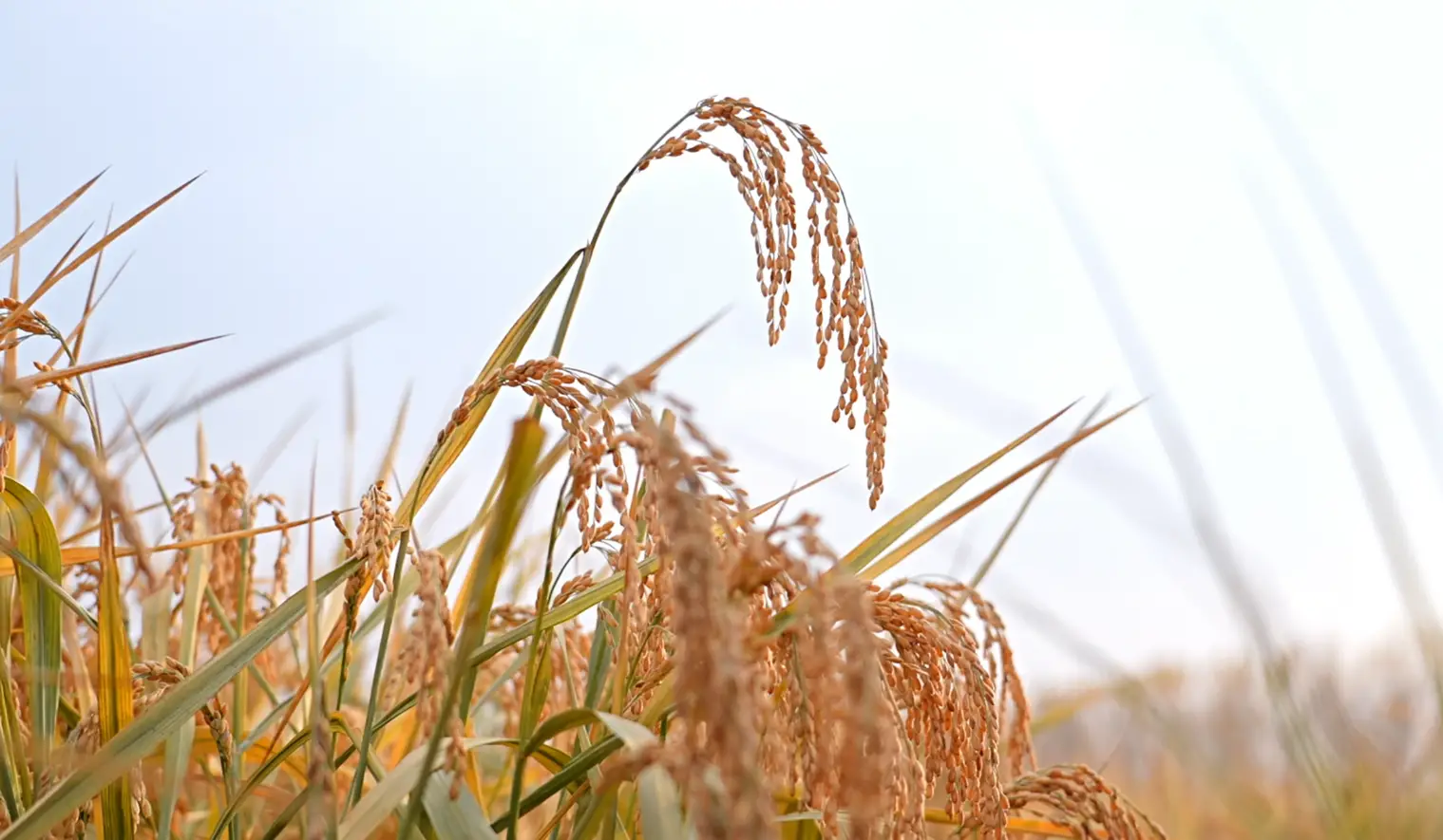 九台贡米 ：黑土赋天韵 标准立新章