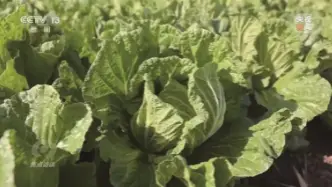 “155元一棵白菜对比9毛一斤白菜” 起底“套牌白菜”背后的销售套路