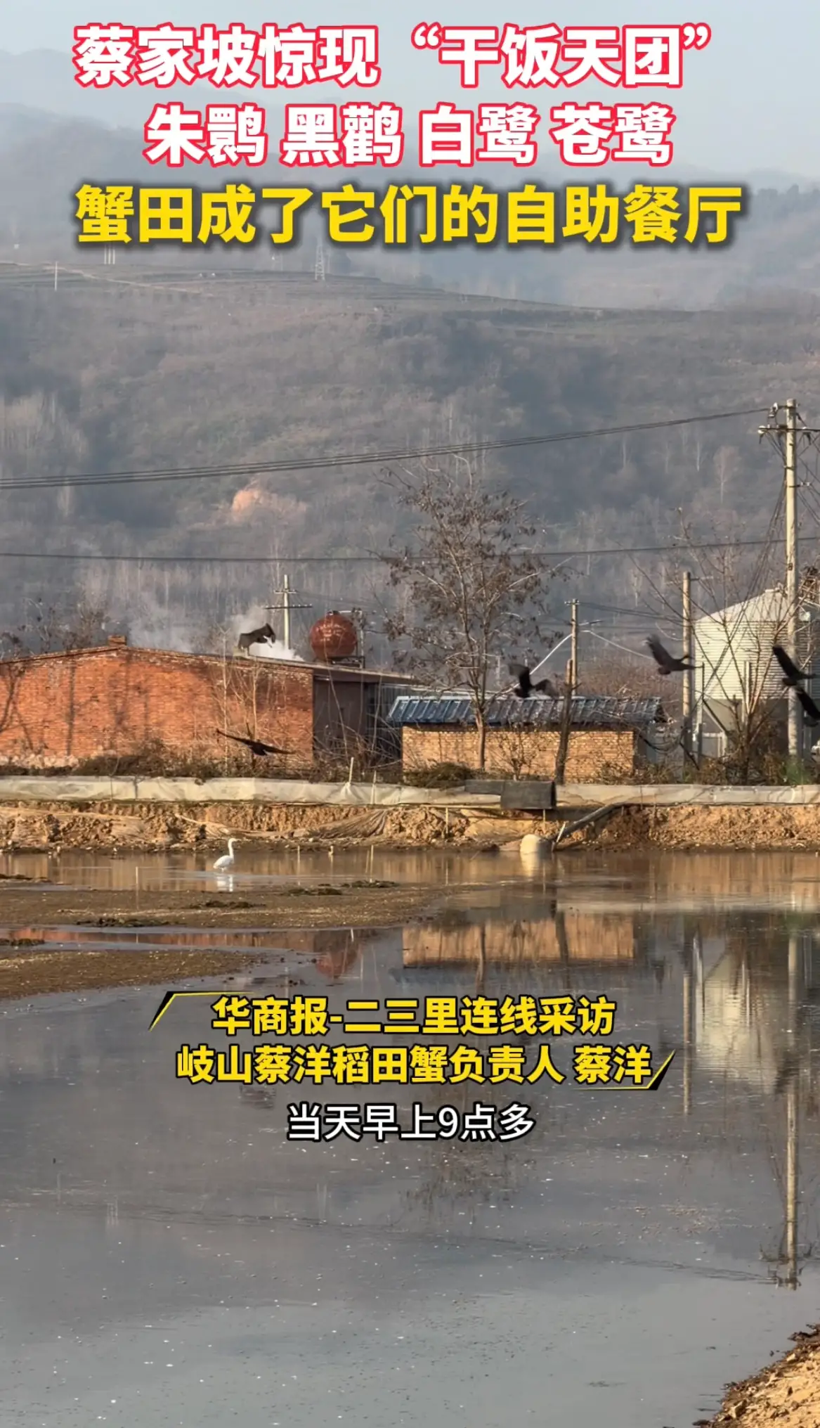 蔡家坡惊现“干饭天团”朱鹮 黑鹳 白鹭 苍鹭，蟹田成了它们的自助餐厅
