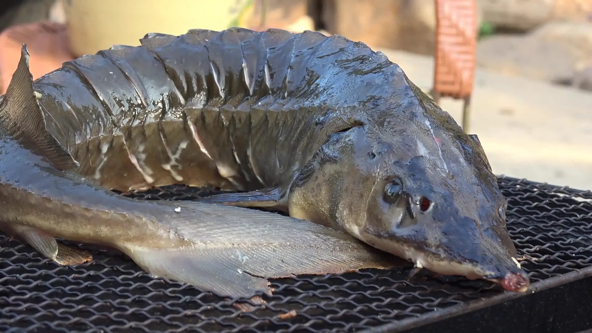陕西冷水鱼年产量位居全国第三