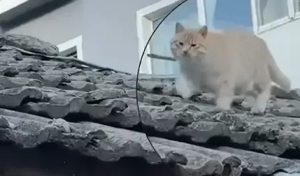 女孩故地重游与两只小流浪猫重逢，四季轮转它们成长，她刷新回忆
