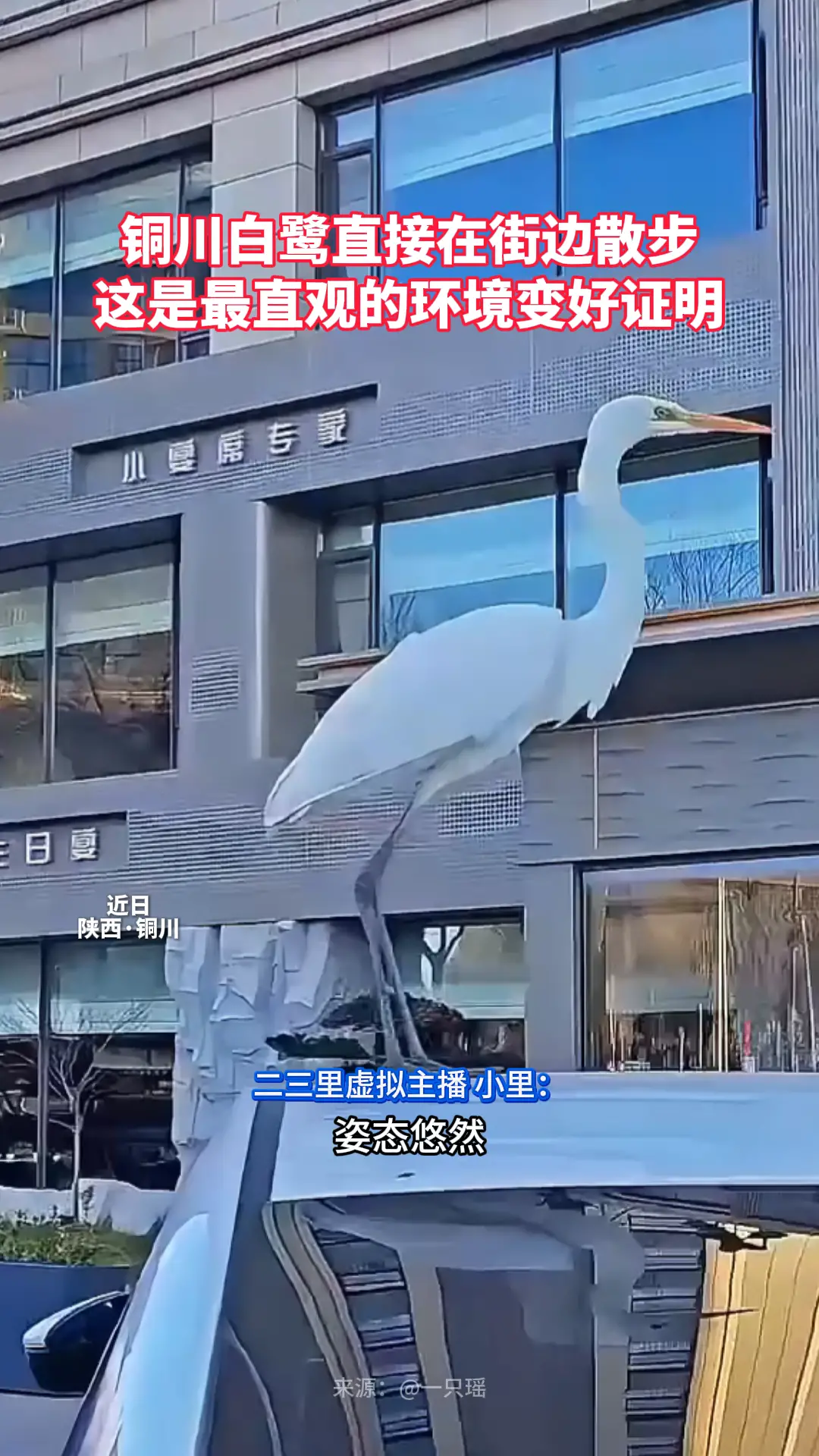 铜川白鹭直接在街边散步 这是最直观的环境变好证明