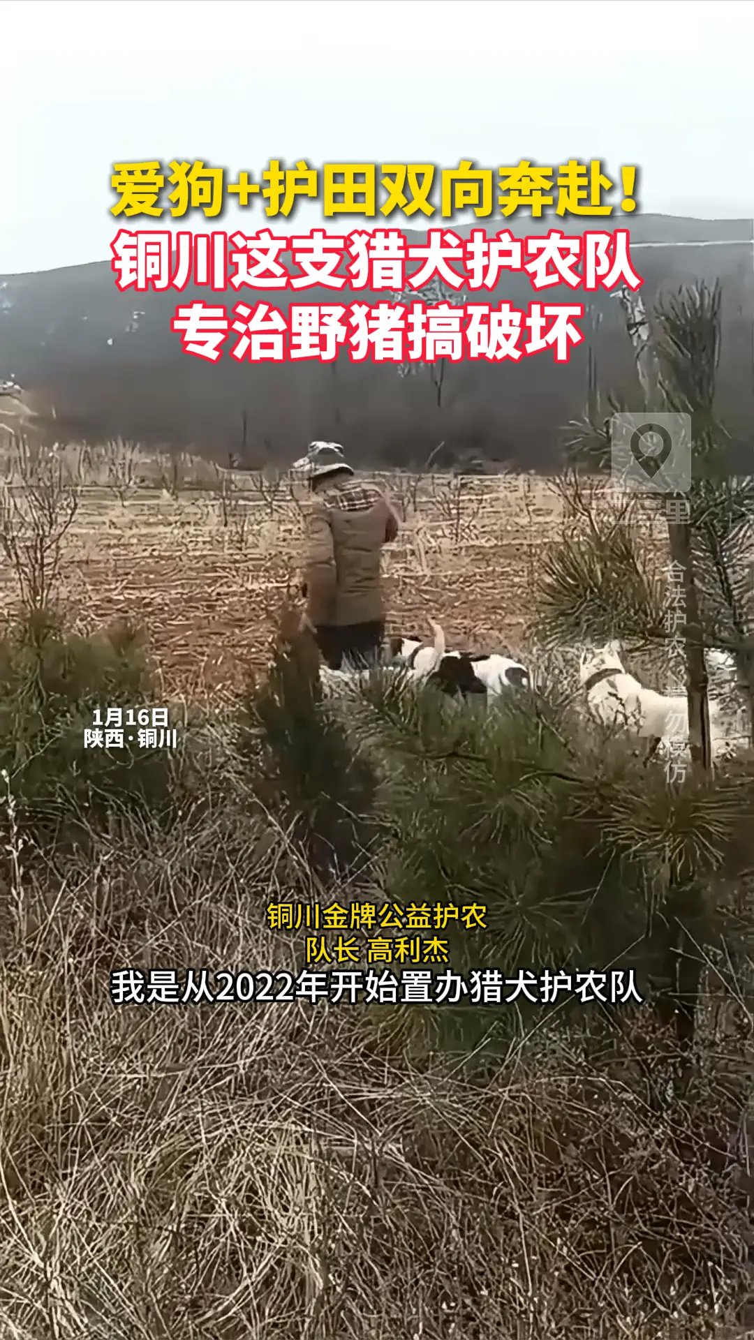 爱狗+护田双向奔赴！ 铜川这支猎犬护农队 专治野猪搞破坏