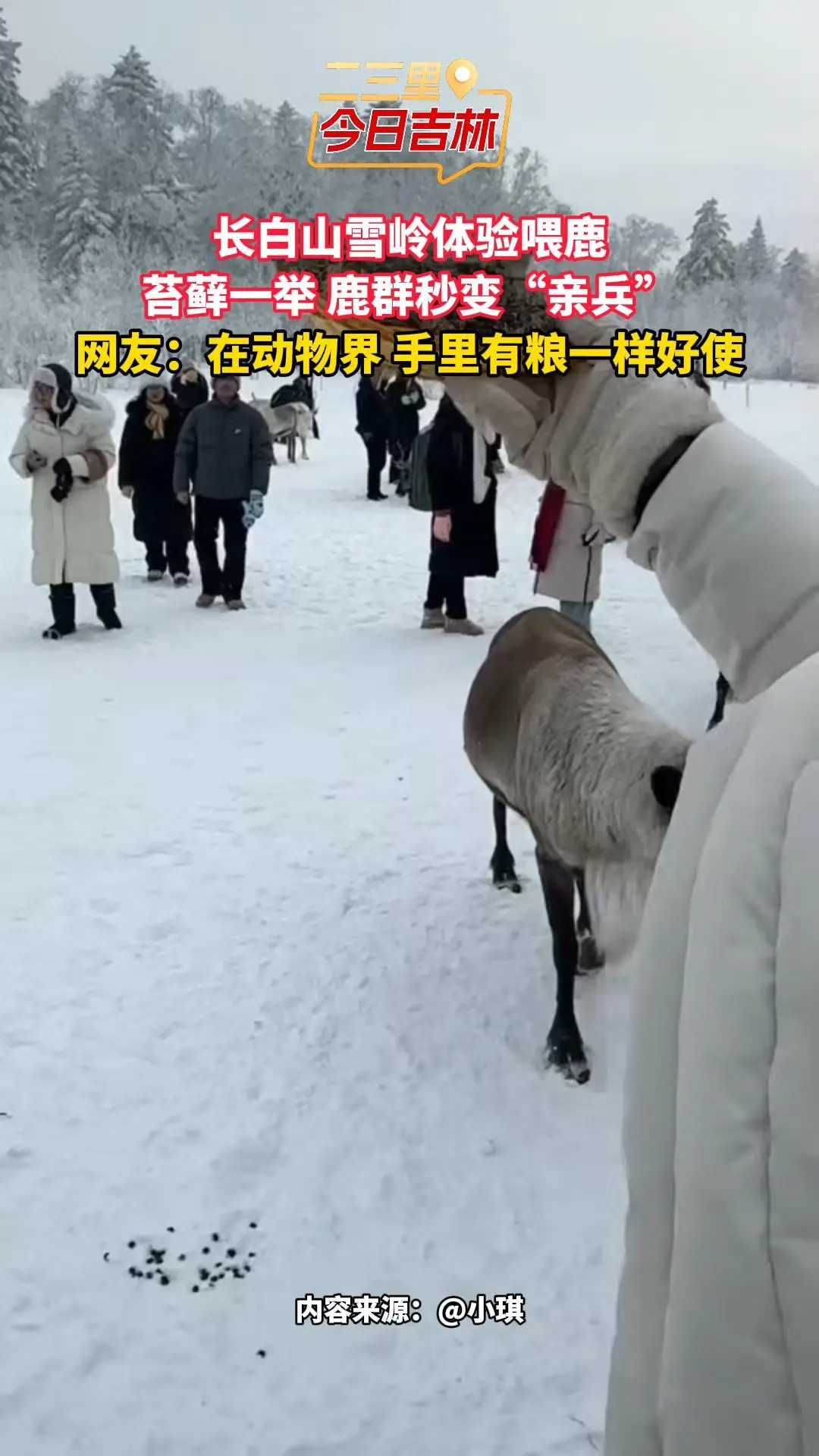  苔藓在手，鹿群听令！长白山雪岭喂鹿现场变“称王现场”