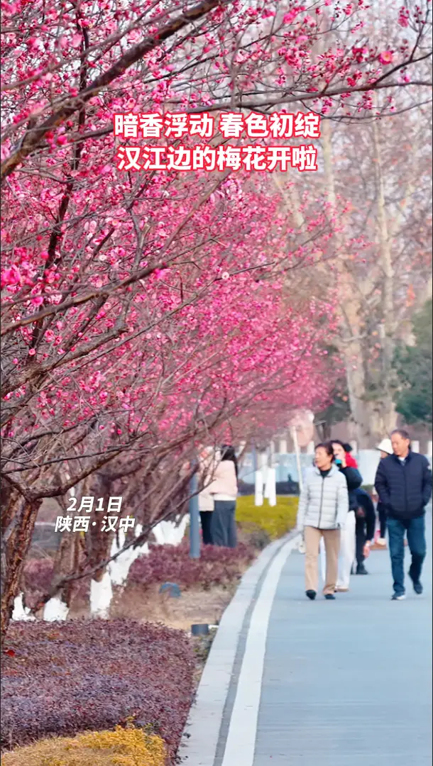 暗香浮动，春色初绽！汉中天汉长街的梅花开啦