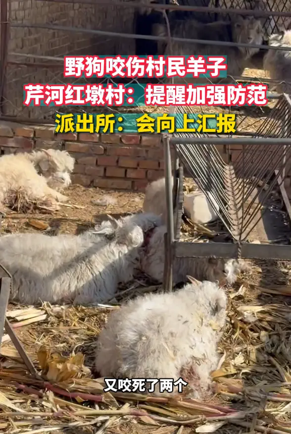 野狗咬伤村民羊子 芹河红墩村：提醒加强防范 派出所：会向上汇报