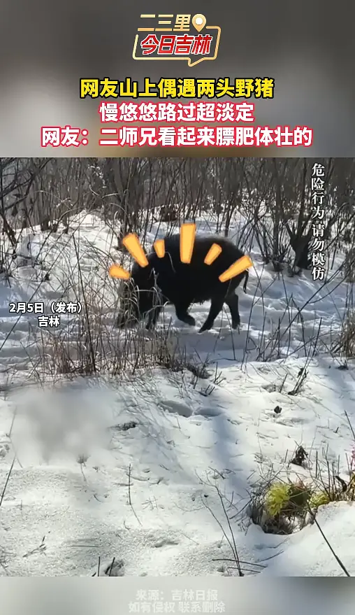 网友山上偶遇两头野猪 慢悠悠路过超淡定 网友：二师兄看起来膘肥体壮的