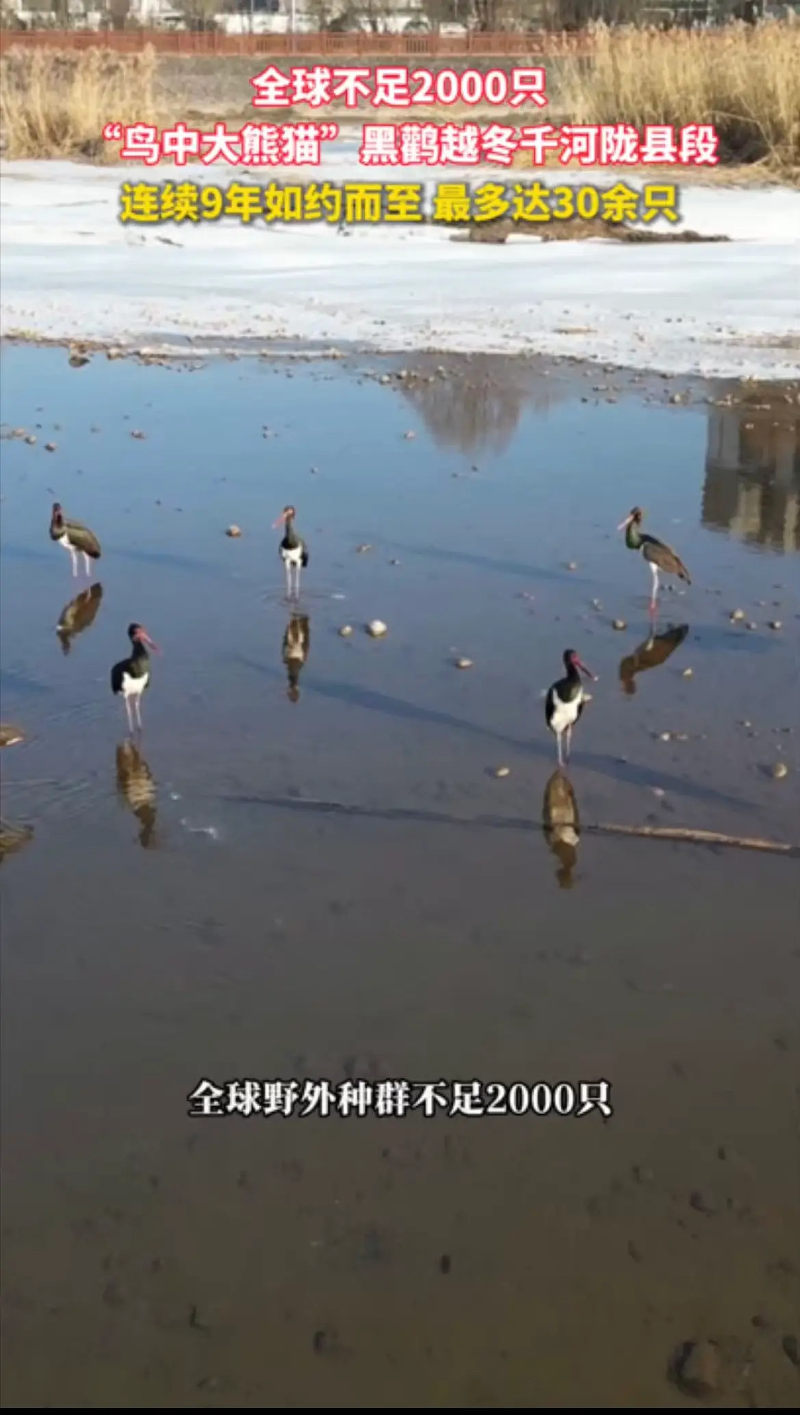 “鸟中大熊猫”黑鹳越冬千河陇县段，连续9年如约而至 最多达30余只