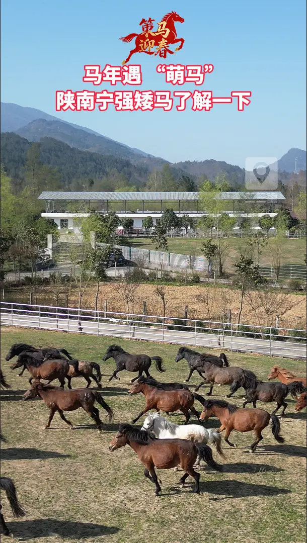 马年遇 “萌马” ！陕南宁强矮马了解一下