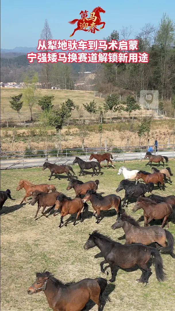从犁地驮车到马术启蒙！宁强矮马换赛道解锁新用途