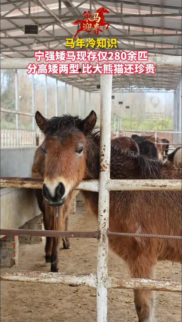 比大熊猫还珍贵！宁强矮马现存仅280余匹