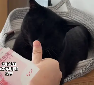 主人数钱 猫咪配合舔手指 网友：招财猫用成了印泥喵