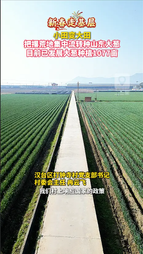 把撂荒地集中流转种山东大葱，目前已发展大葱种植1077亩