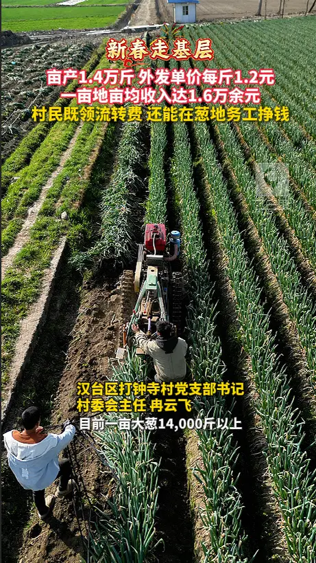 亩均收入达1.6万余元，村民既领流转费还能在葱地务工挣钱