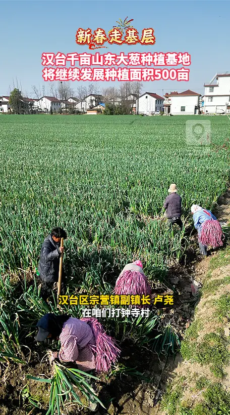 汉台千亩山东大葱种植基地，将继续发展种植面积500亩