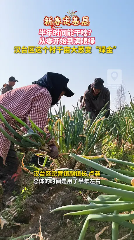 从零开始到满眼绿，汉台区这个村千亩大葱变“绿金”
