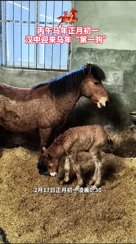 丙午马年正月初一，汉中迎来马年“第一驹”