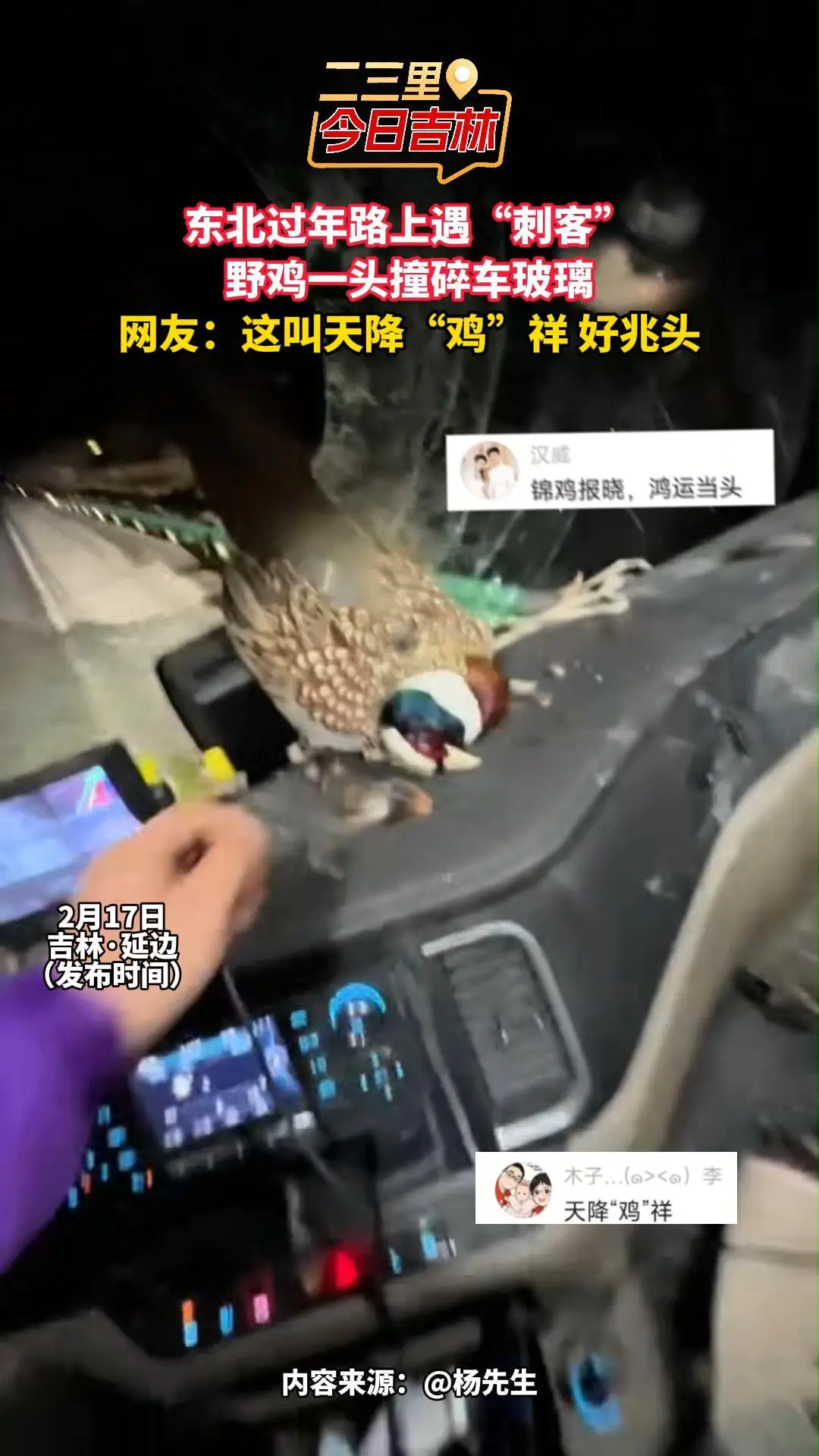 东北过年野鸡“空袭”车玻璃，网友：天降“鸡”祥，好兆头！
