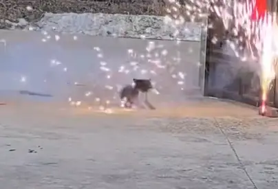 女子在院外点燃窜天猴 狗狗“好心”叼回  半路直接炸了 网友：狗子不允许任何东西落在外面