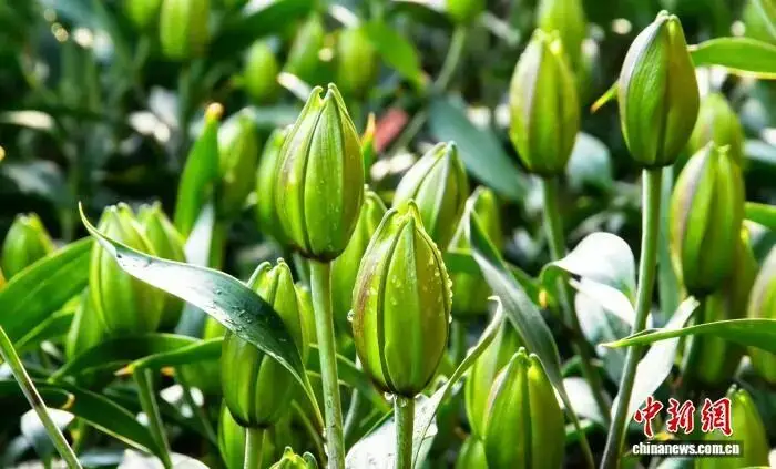 凌源市 “北方花都”年宵花热销