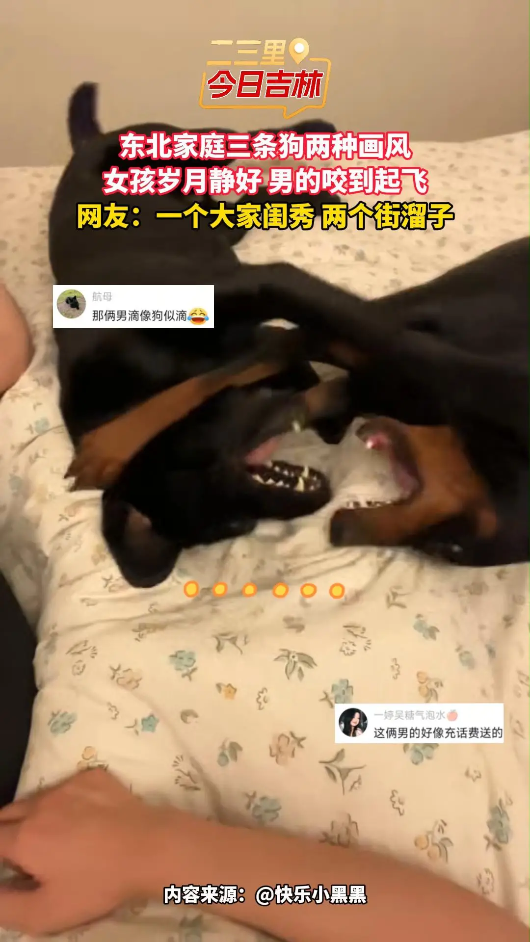 东北家里三条狗两种画风，一个大家闺秀，俩街溜子打到起飞！