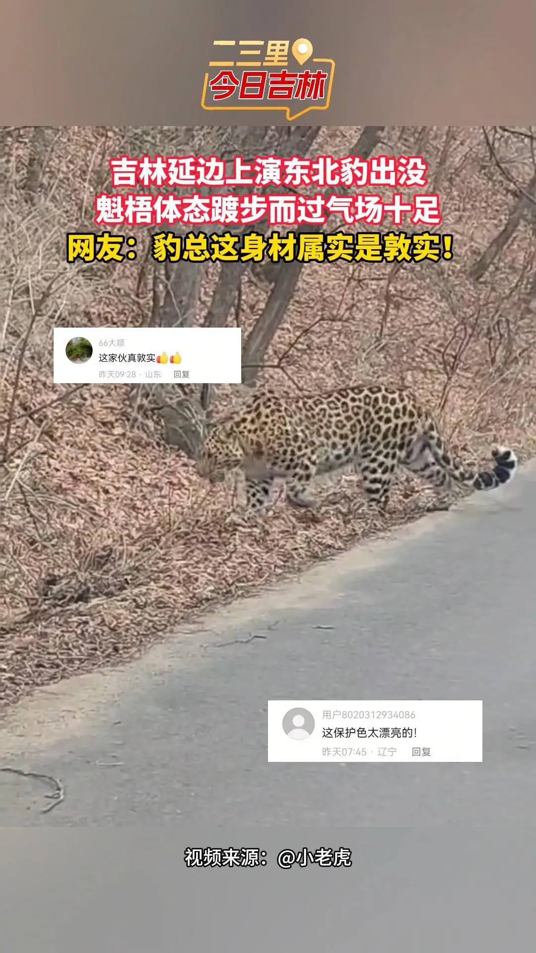 吉林延边上演东北豹出没，魁梧体态踱步而过气场十足