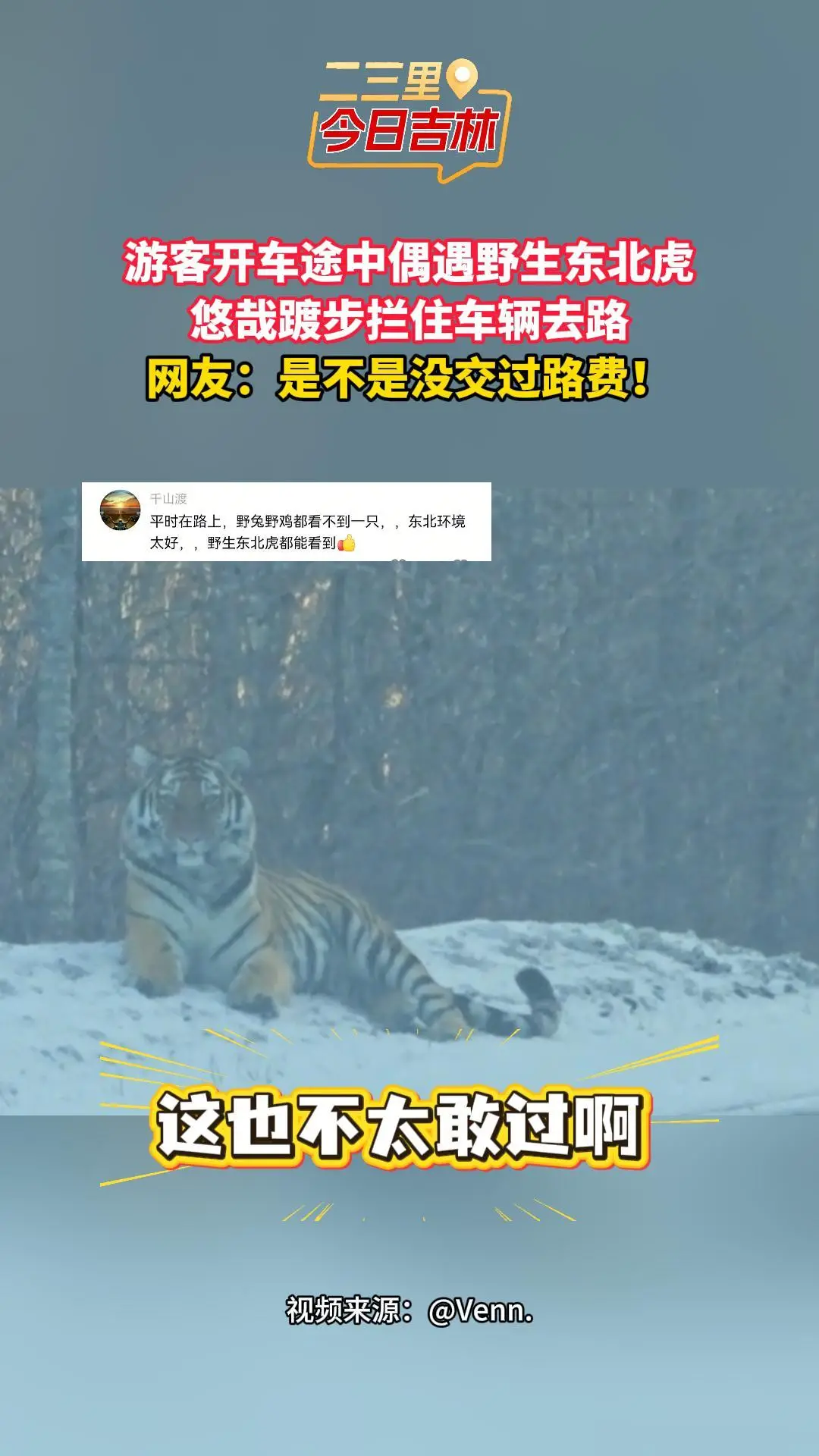 游客珲春偶遇东北虎“拦路”，网友：是不是没交过路费！