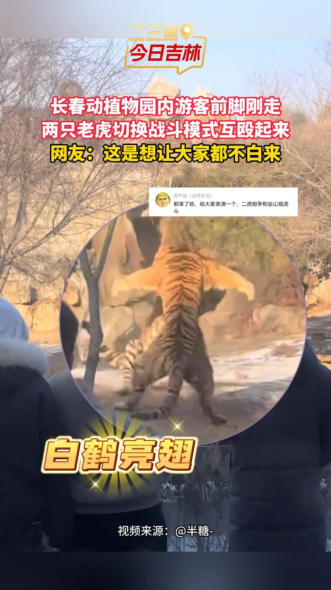 长春动植物园内游客刚转身，俩老虎切换战斗模式互殴起来