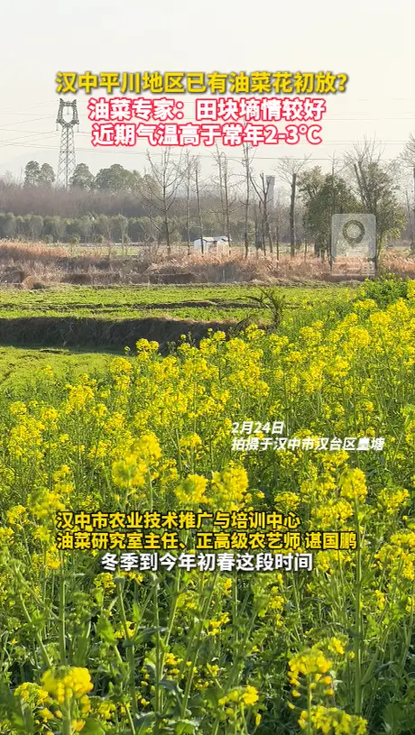 汉中平川地区已有油菜花初放？油菜专家来解读