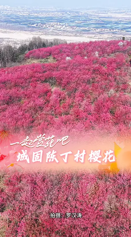 新春不止有舌尖盛宴，更有陈丁村的田园诗意和樱红
