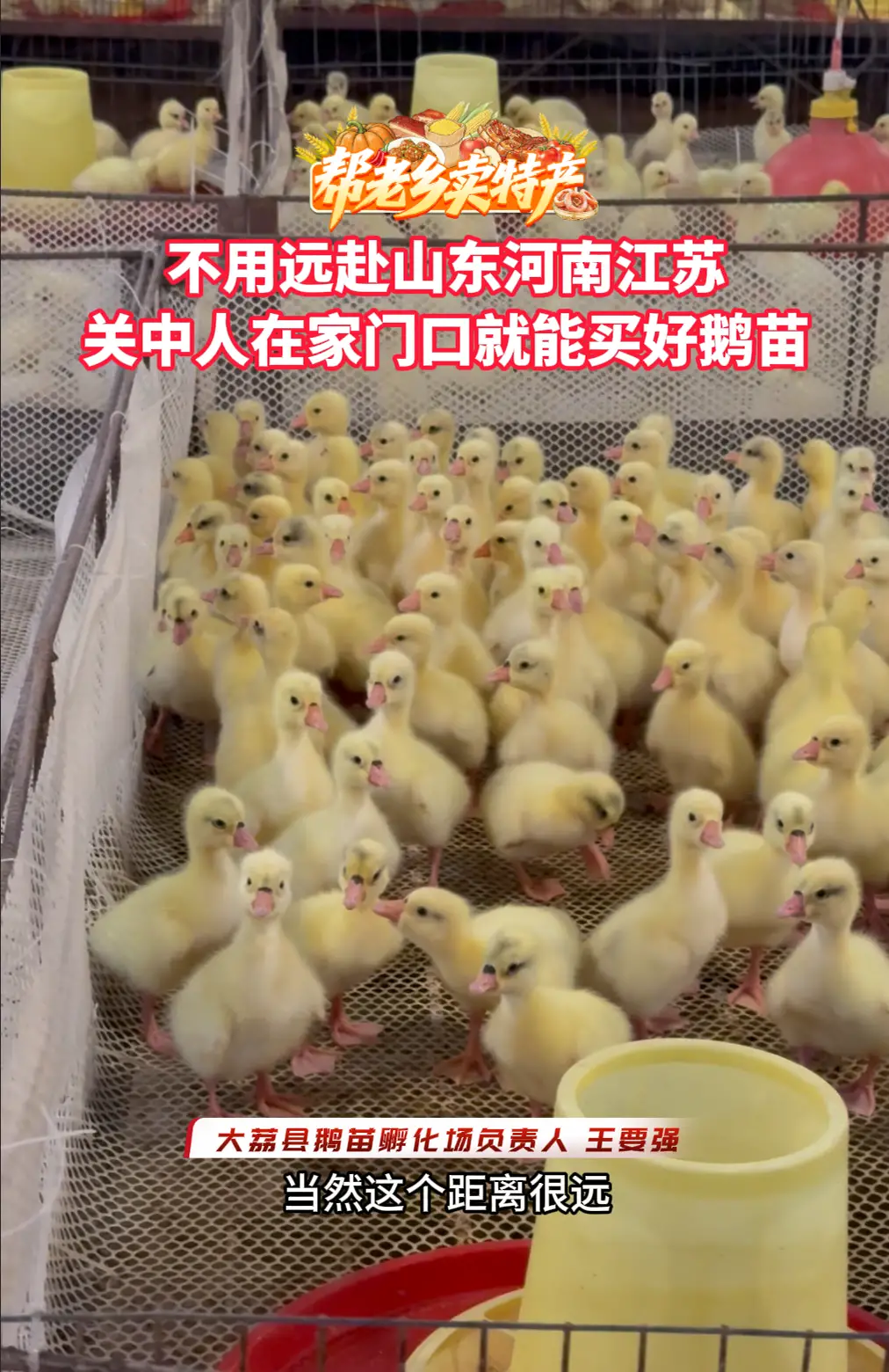 不用远赴山东河南江苏，关中人在家门口就能买好鹅苗