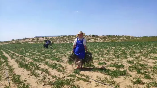 “沙盖妹”张红春：沙地里种出“金疙瘩” 