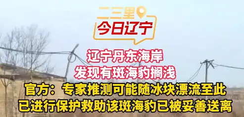 辽宁丹东海岸 发现有斑海豹搁浅 官方：专家推测可能随冰块漂流至此 已进行保护救助该斑海豹已被妥善送离#丹东#海豹 来源：新京报，最亮的星