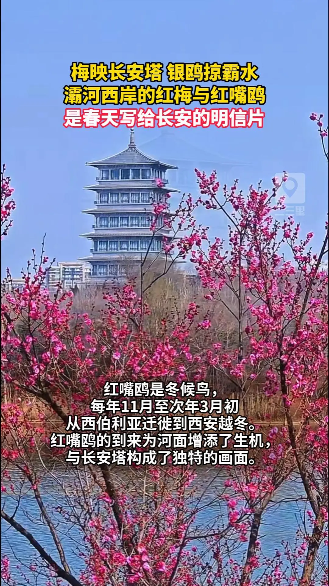 梅映长安塔 银鸥掠霸水，灞河西岸的红梅与红嘴鸥，是春天写给长安的明信片