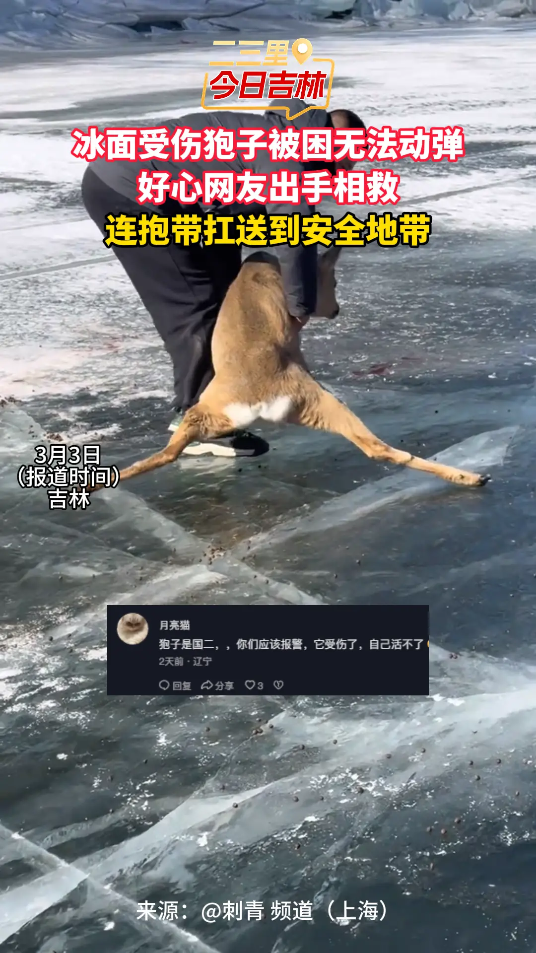 冰面受伤狍子被困无法动弹 好心网友出手相救 连抱带扛送到安全地带
