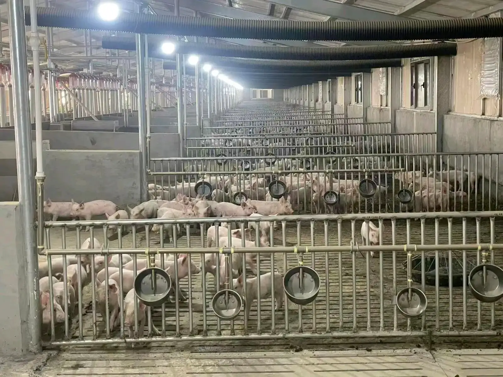 年出栏5.2万头！凌源这个现代化生猪养殖项目正式投产
