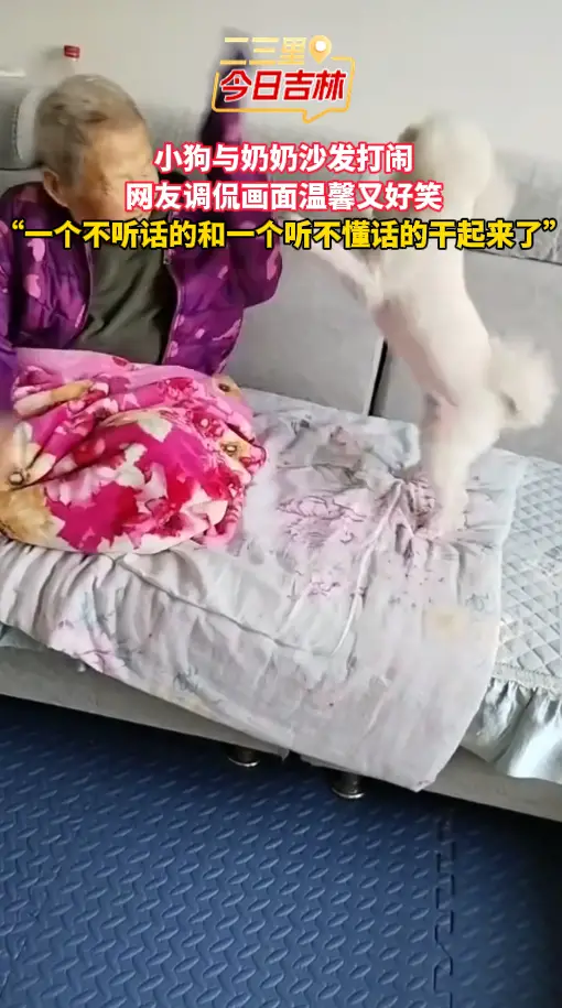 小狗与奶奶沙发打闹，网友调侃画面温馨又好笑