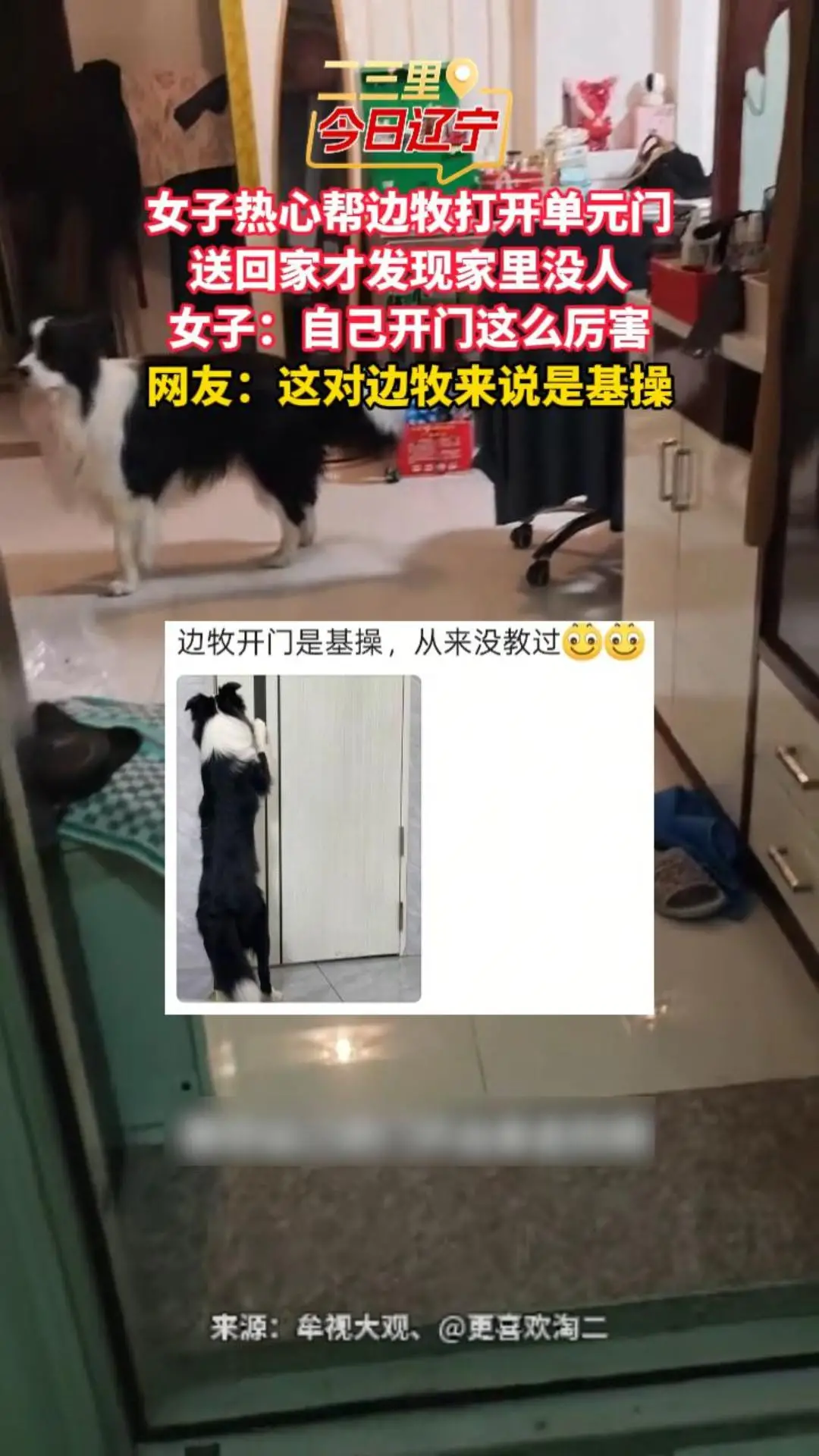 女子热心帮边牧打开单元门 送回家才发现家里没人 女子：自己开门这么厉害 网友：这对边牧来说是基操