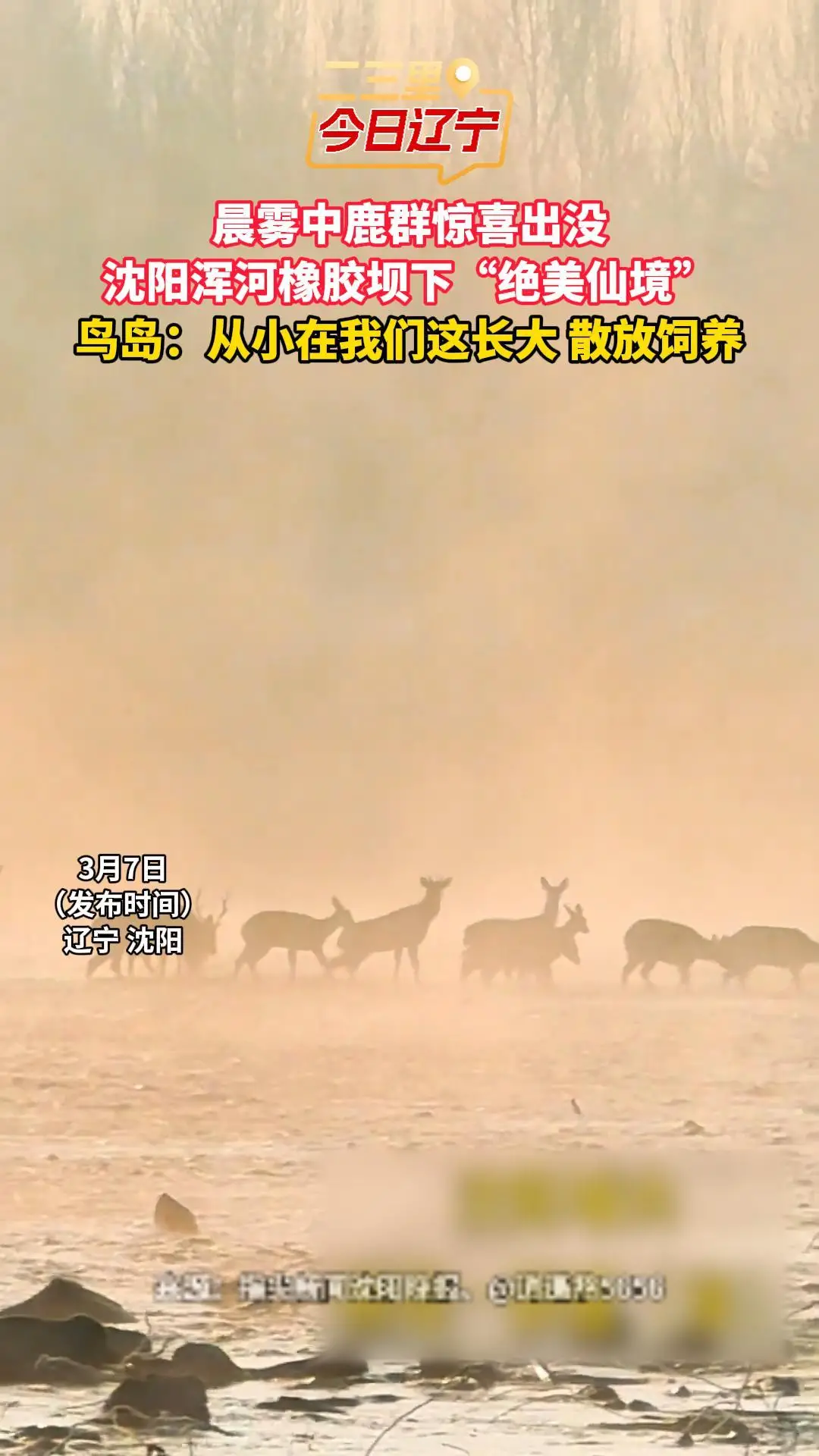 晨雾中鹿群惊喜出没 沈阳浑河橡胶坝下“绝美仙境” 鸟岛：从小在我们这长大 散放饲养