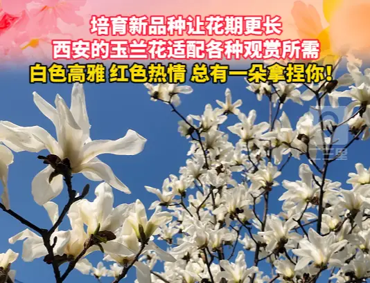 培育新品种让花期更长，西安的玉兰花适配各种观赏所需