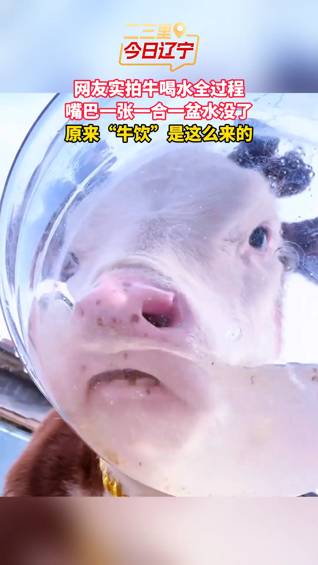 网友实拍牛喝水全过程 嘴巴一张一合一盆水没了 原来“牛饮”是这么来的