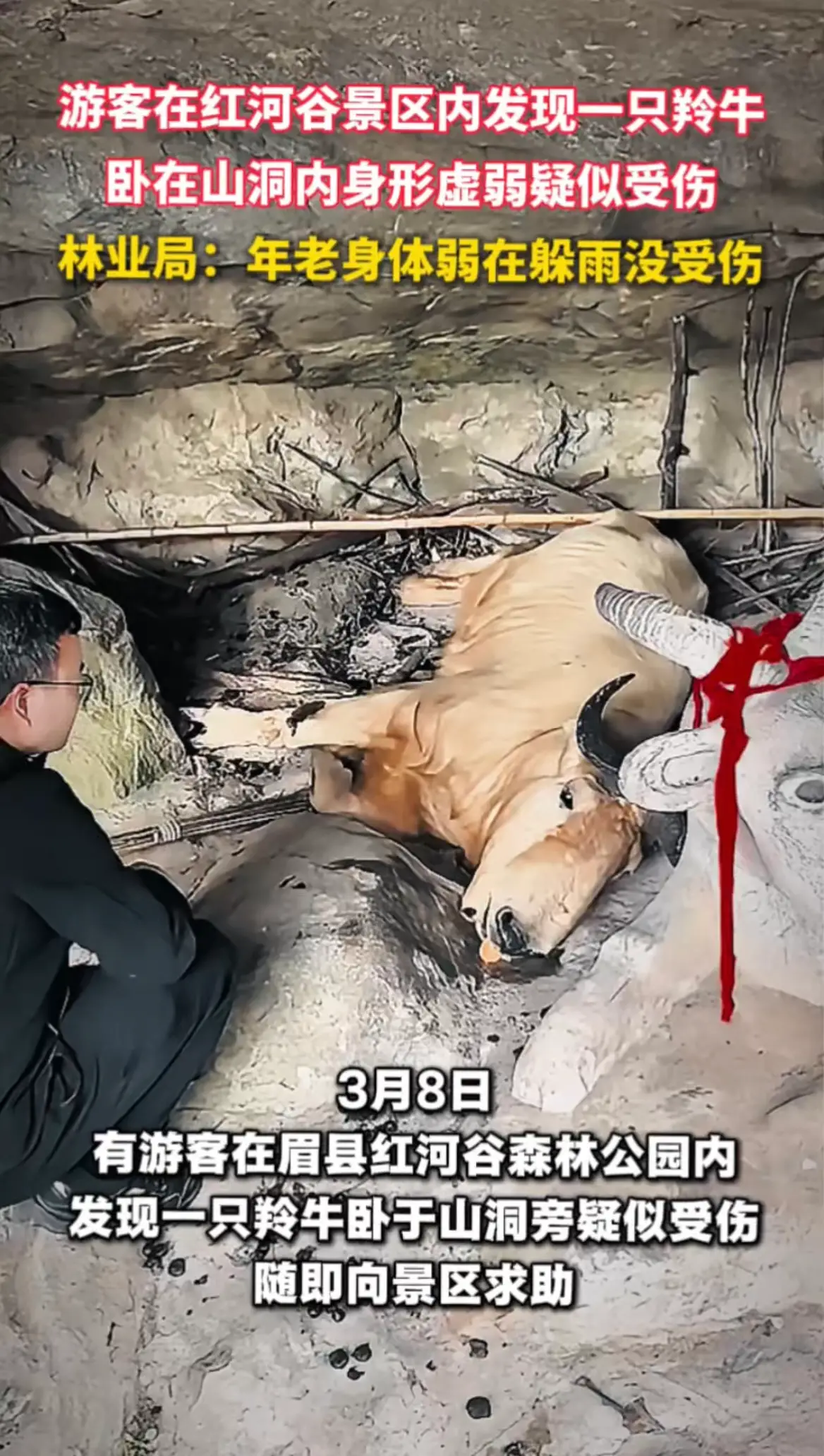 游客在宝鸡眉县红河谷森林公园内，发现一只羚牛卧于山洞旁疑似受伤