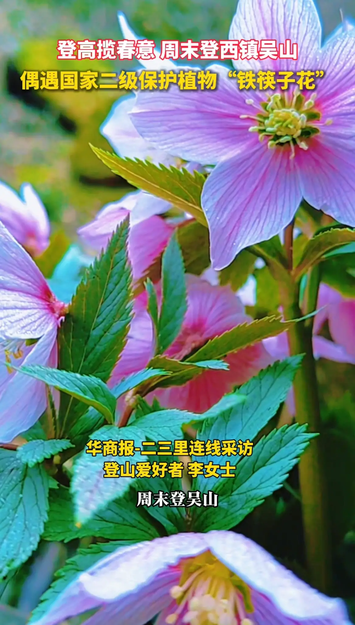 周末登西镇吴山，偶遇国家二级保护植物“铁筷子花”