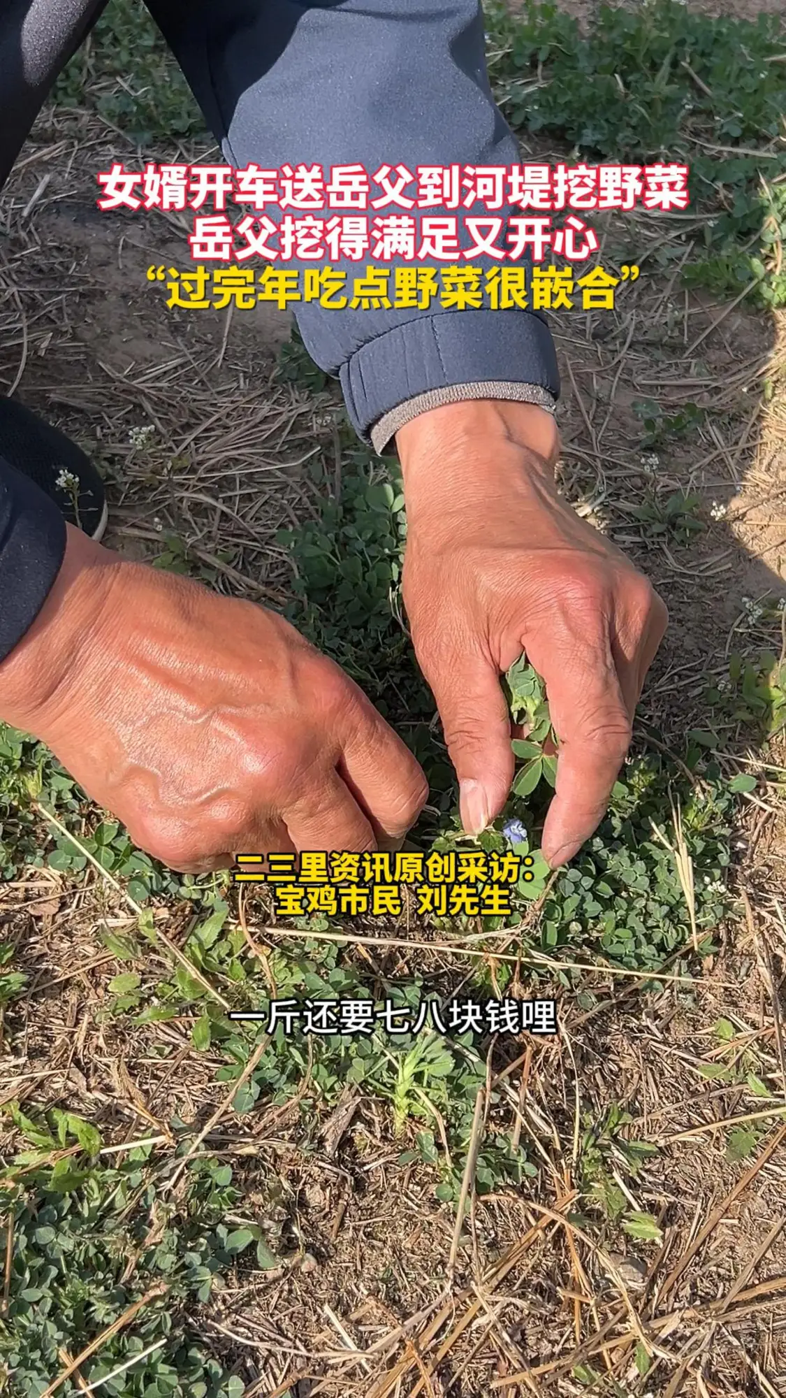 女婿开车送岳父到河堤挖野菜“过完年吃点野菜很嵌合”