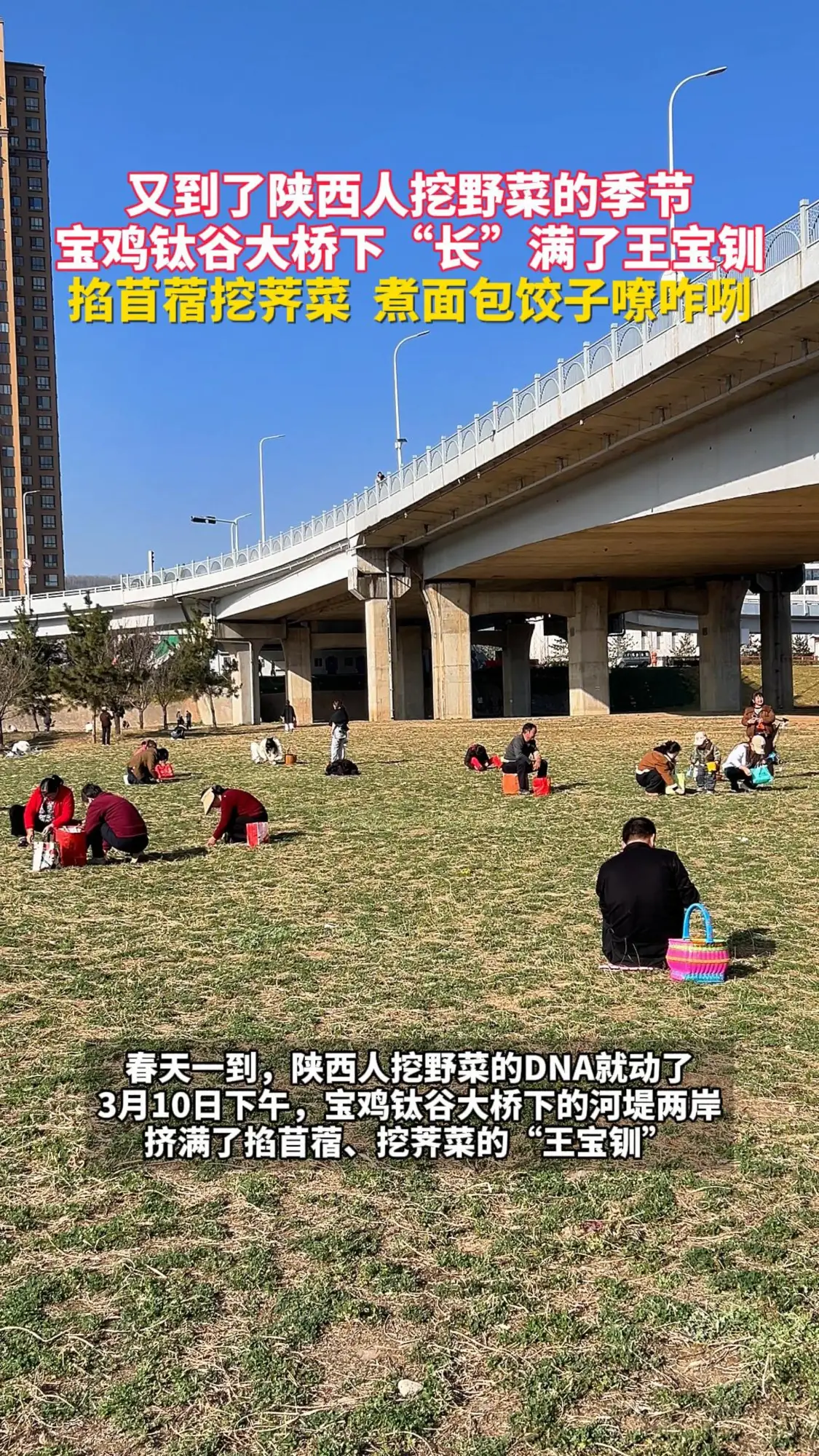 又到了陕西人挖野菜的季节！宝鸡钛谷大桥下“长”满了王宝钏